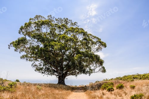 Preview: Large Eucalyptus tree