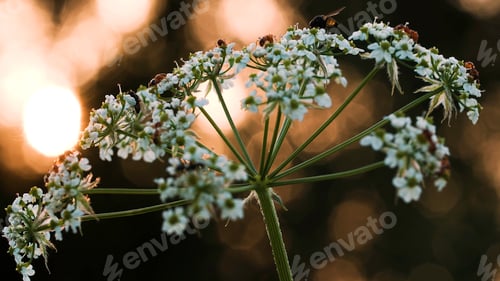 Preview: Bugs and ants in a flower. Creative. Small insects crawl on a small white flower and you can see