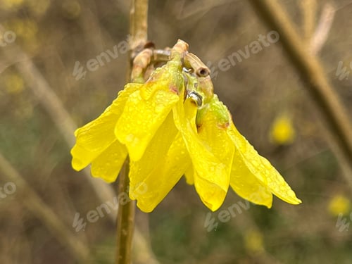 Preview: Forsythia