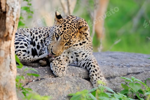 Preview: Leopard