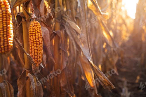 Preview: Dry corn stalks with cobs backlit by sun at fields autumn time