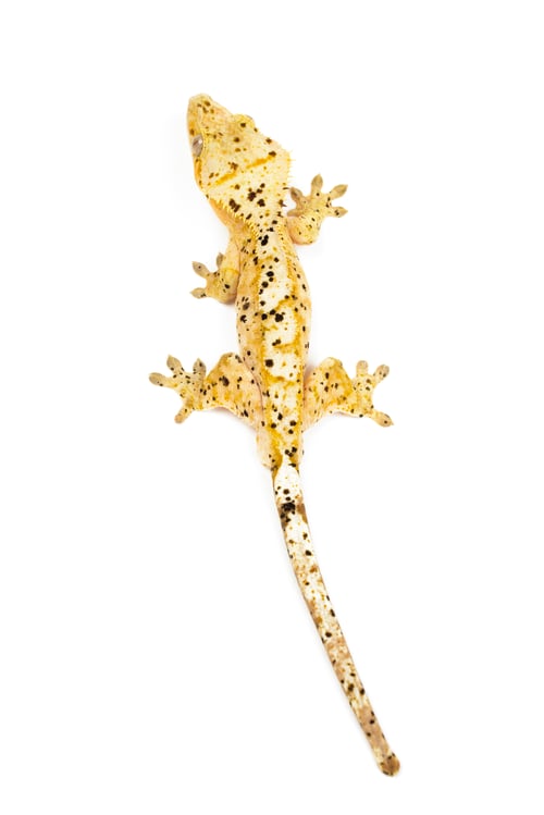 Preview: Crested Gecko