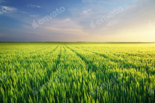 Preview: Meadow of wheat