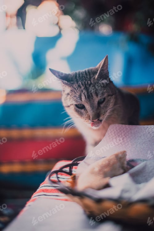 Preview: Cat on table