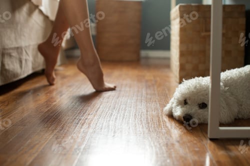Preview: Poodle lying on floor of room, feet of woman in background