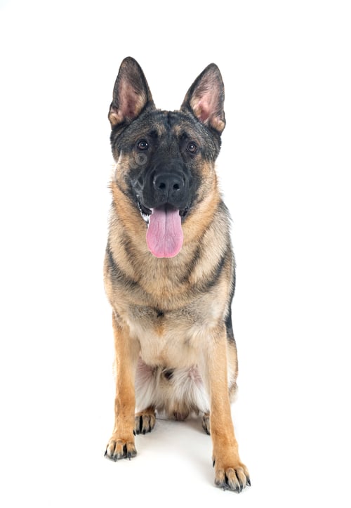 Preview: young german shepherd