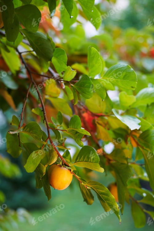 Preview: Yellow persimmon grows among green foliage on a tree branch