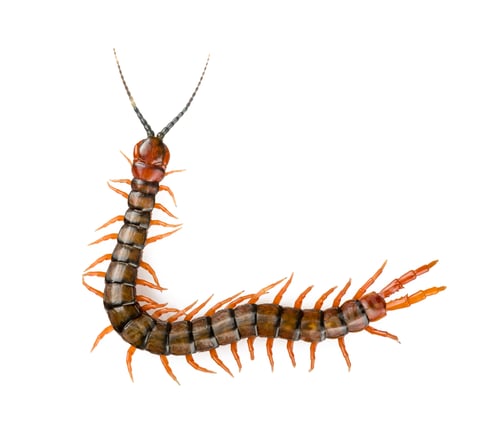 Preview: Centipede Isolated