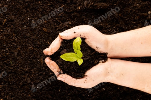 Preview: Pair of hands cupping green seedling in dark soil, with copy space