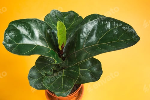 Preview: Ficus lirata bambino in a pot on a yellow background. Growing potted house plants