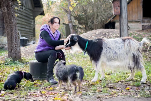 Preview: A young female farmer feeds goats and dogs with bread in her farm yard.