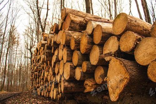 Preview: deforestation, cut down trees lie in a stack in the forest, collecting firewood