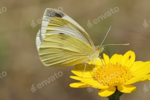 Preview: Closeup on a Southern Small White butterfly, Pieris mannii, on a yellow flower