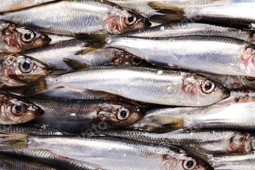 Preview: Delicious fish