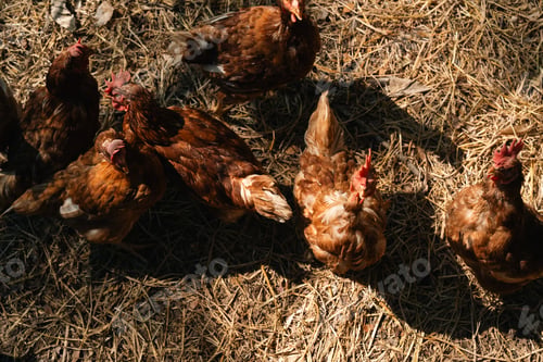 Preview: Brown Hen Farm, Chicken Laying Eggs in the Countryside, Organic Agriculture and Food