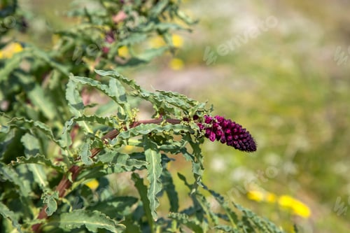 Preview: Purple crowwort - Lysimachia atropurpurea - is a species from the Primulaceae family.