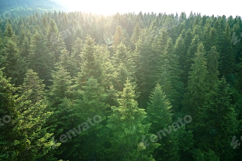 Preview: Aerial view of green pine forest with dark spruce trees. Nothern woodland scenery from above