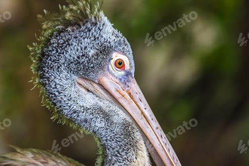 Preview: Portrait of a spot-billed pelican, Gray pelican's head with vibrant orange eye close up