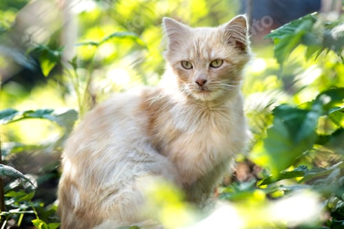 Preview: Portrait of a small yellow cat sitting in green grass on a sunny day
