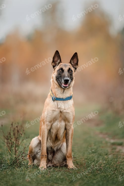 Preview: Belgian Shepherd Malinois running. Fall, Autumn. Happy dogs on the walk. Two dogs playing together