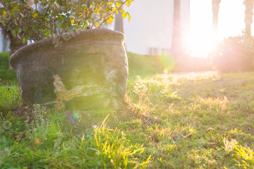 Preview: Green potted plant In the sun.