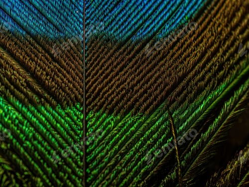 Preview: Natural peacock feather background. Macro