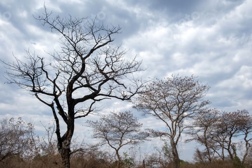 Preview: Leafless bare trees on cloudy sky background, deciduous plants in African savannah