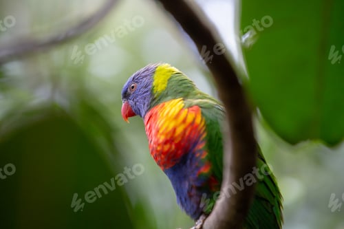 Preview: Four colored Parakeet