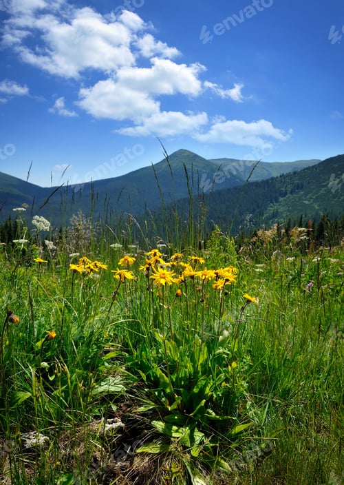 Preview: Arnica flowers (Arnica montana) on a background of mountains and