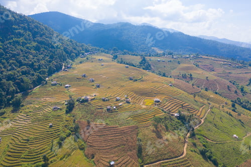Preview: Fresh paddy rice, green agricultural field in countryside or rural area in Asia. Nature landscape.