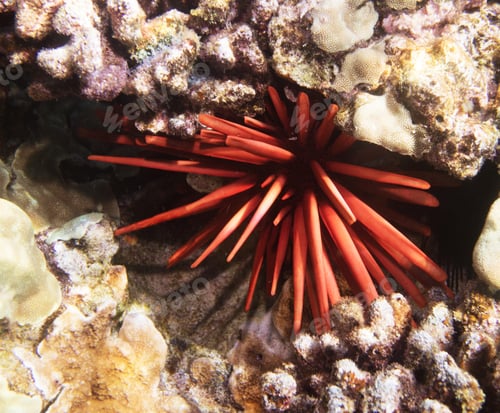 Preview: Picturesque underwater world, fish underwater photo