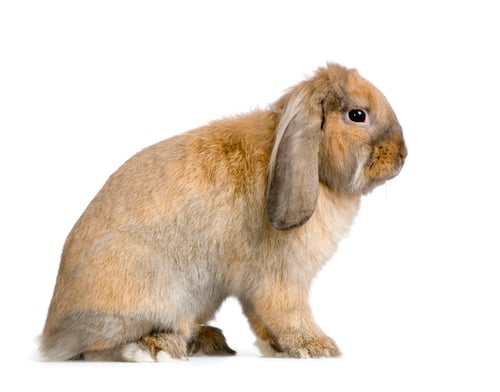Preview: Lop Rabbit