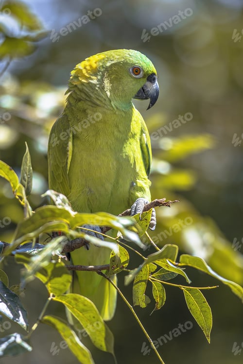 Preview: Yellow naped amazon parrot perched in tree