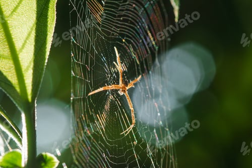 Preview: Multi-colored Argiope Spider is knitting fiber to trap