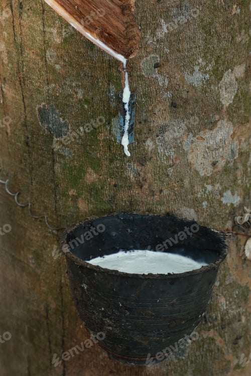 Preview: Rubber tree (Hevea Brasiliensis) and droping of latex in the bowl