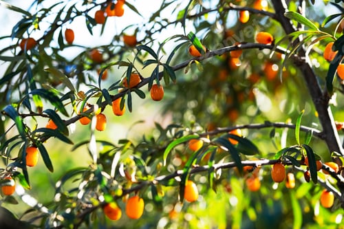 Preview: Hippophae Rhamnoides or Sea Buckthorn Berries in Sunlight on Bush, Shallow Depth of Field.