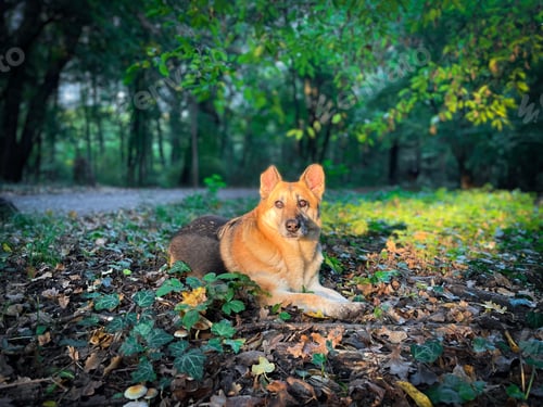 Preview: Portrait of German shepherd dog in the forest lying down on the ground in the bright sunlight