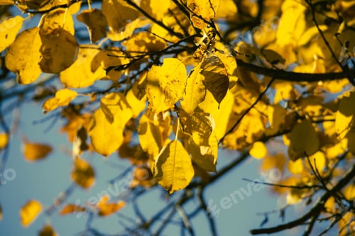 Preview: Vibrant yellow autumn leaves against blue sky