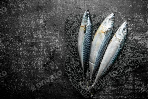 Preview: Fresh raw mackerel with fishing net.