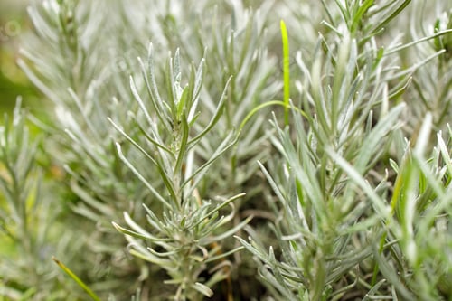 Preview: Fresh Rosemary Herb grow outdoor. Rosemary leaves Close-up.