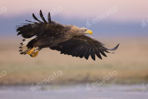 Preview: Majestic Eagle in Flight