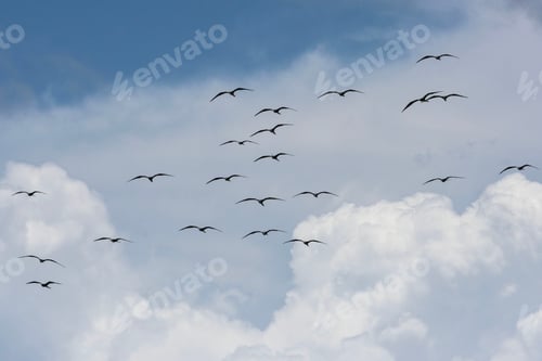 Preview: Birds flying