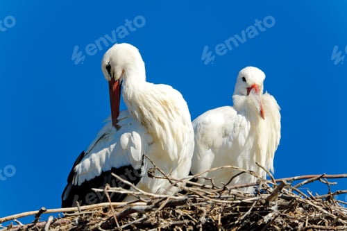 Preview: white stork