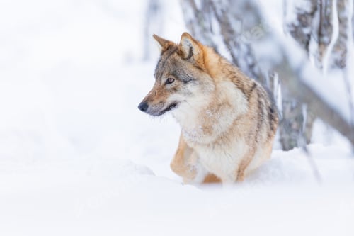 Preview: Wolf in Snowy Winter Forest