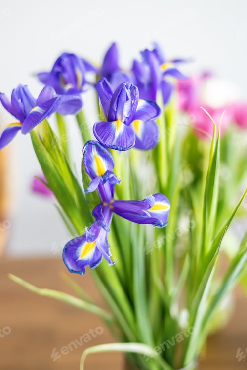 Preview: Beautiful purple iris flowers in soft focus arrangement perfect for spring and floral concepts