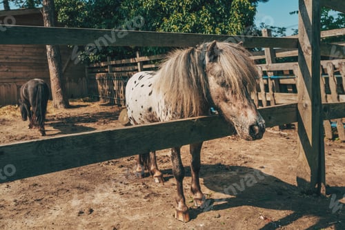 Preview: Cute spotted shetland pony horse sticking his head out of the paddock