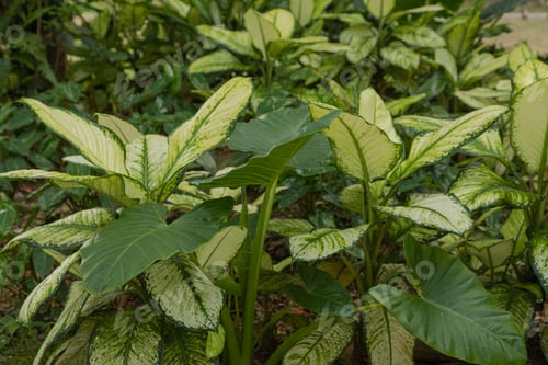 Preview: dieffenbachia beds in botanical garden, selective focus, copy space, malaysia