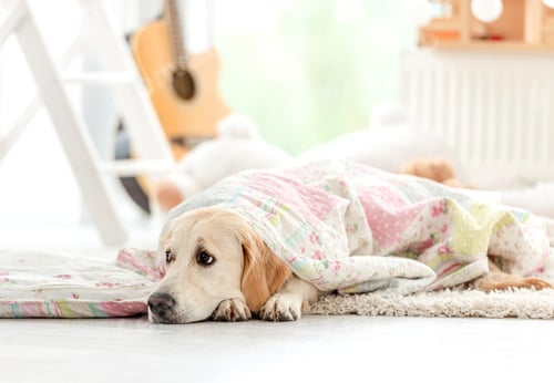 Preview: Cute golden retriever covered with blanket
