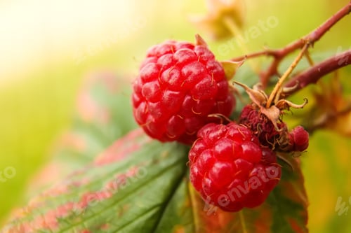 Preview: Raspberry bush plant. Defocus branch of ripe raspberries in a garden on blurred green background. Ou