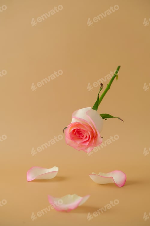 Preview: Flying Delicate pink rose on beige background. Minimal trendy composition. Abstract art idea. Romant